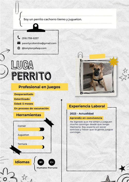 Perro en adopcion en Cali Luca