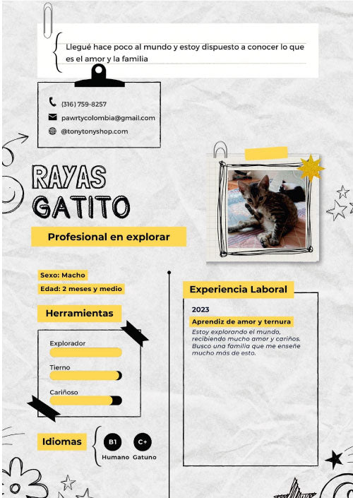 Gato en adopción en Cali llamado Rayas