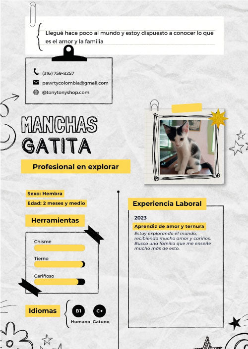 Gata en adopción en Cali llamada Manchas