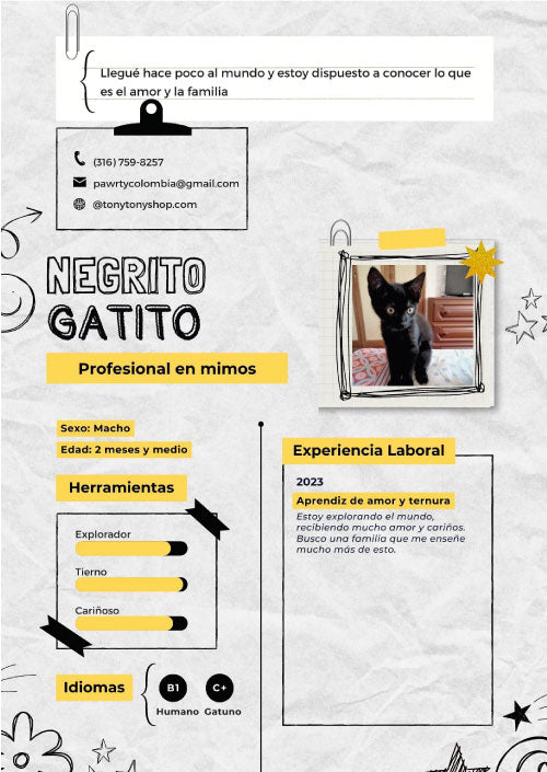 Gato en adopción en Cali llamado Negro