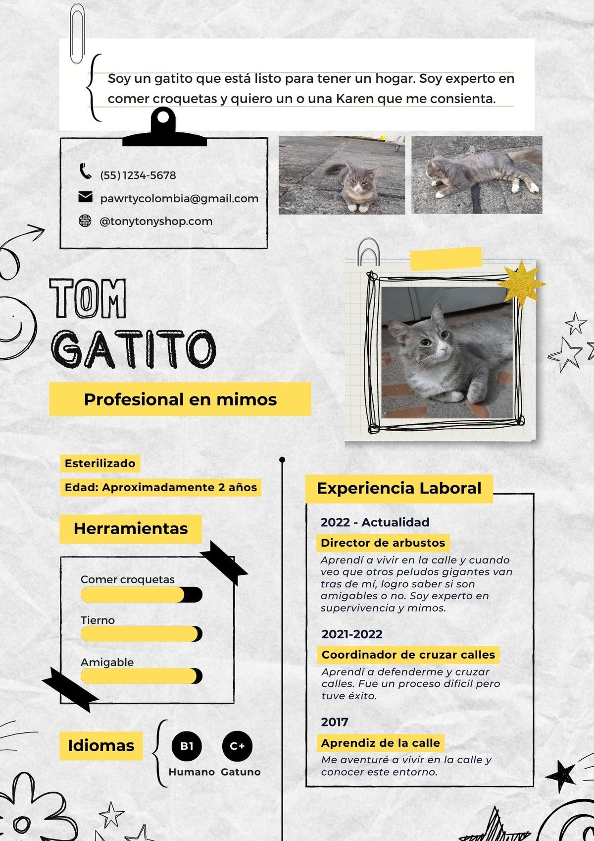 Gato en adopción en Cali llamado TOM