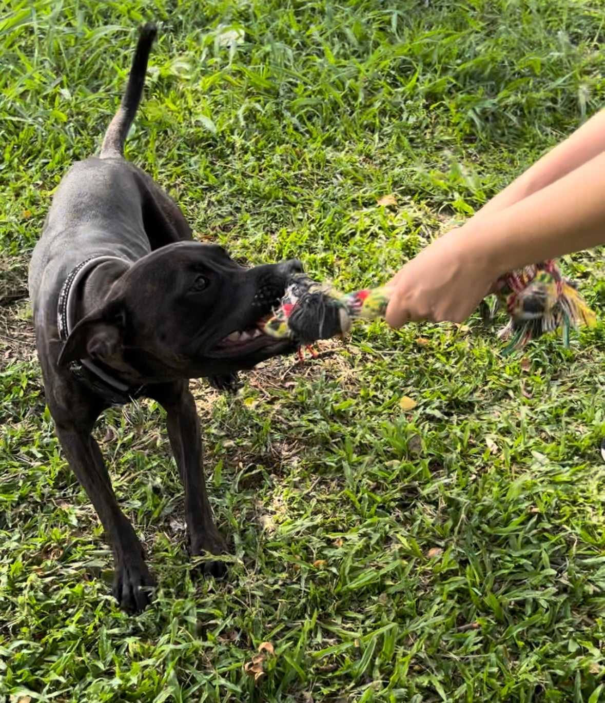 Cuerda 3 nudos juguete jalador para perros