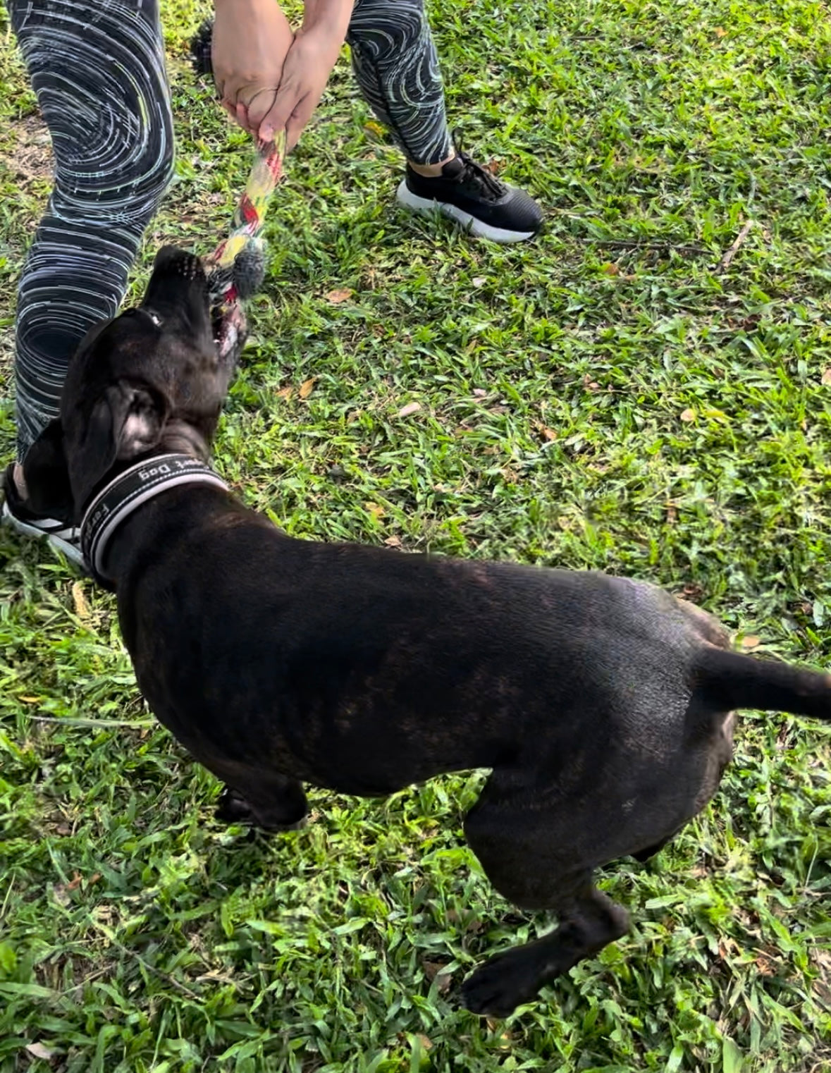 Cuerda 3 nudos juguete jalador para perros